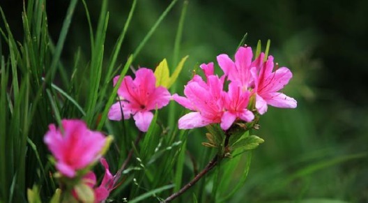 不妨养一盆“杜鹃花”,养护只需记住3点,养出繁茂艳丽的杜鹃花