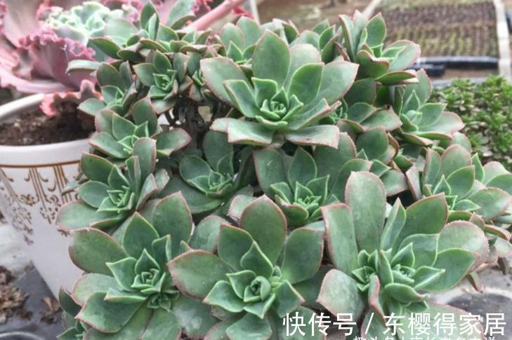 艳日辉|跟艳日辉撞脸的多肉红缘莲花掌，你知道怎么区分和怎么养吗？