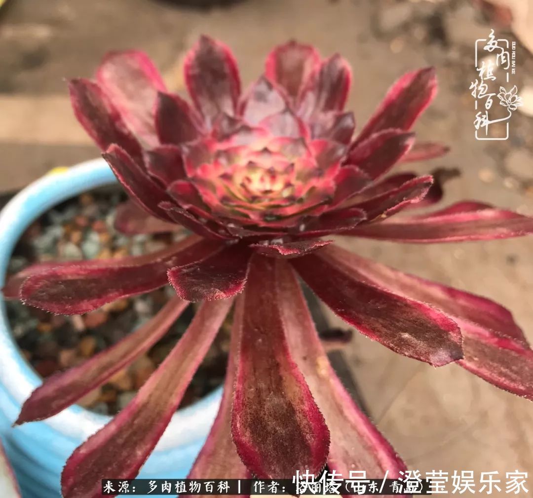 吉娃娃|我和我的“多肉恋人”,怎么样有没有惊艳到你!