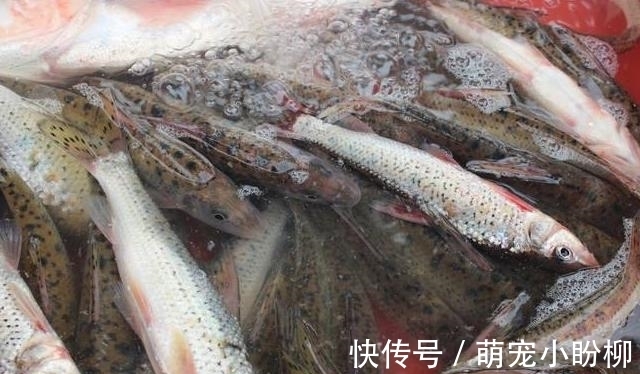 好吃又便宜的4种海鲜鱼，基本“没腥味”，吃着相当过瘾，别错过