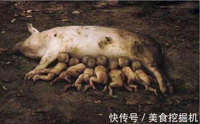 猪仔|母猪怀孕肚子重得拖在地上,这一胎起码怀了20个小猪仔