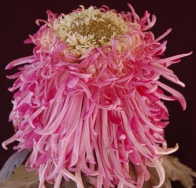 喜欢菊花，不如养盆“菊中珍品”，似雪莲花开，翩翩起舞