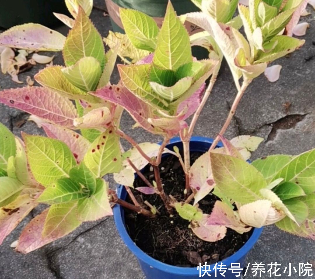 大花绣球不要入室太早,放在外面“冻一冻”,来年开花更多