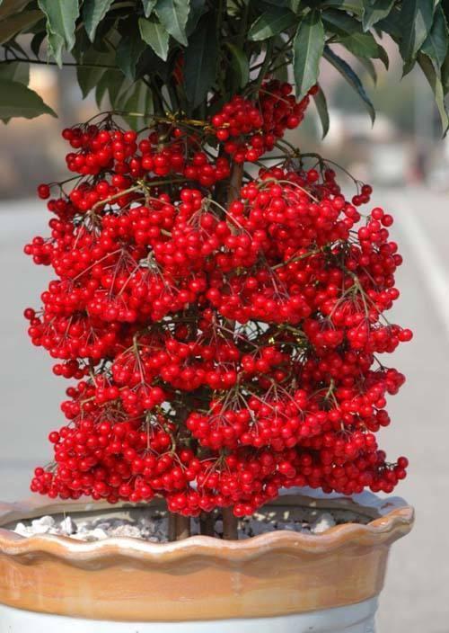 “年味十足”的11种花,颜值高寓意好,想买要趁早,晚了会涨价