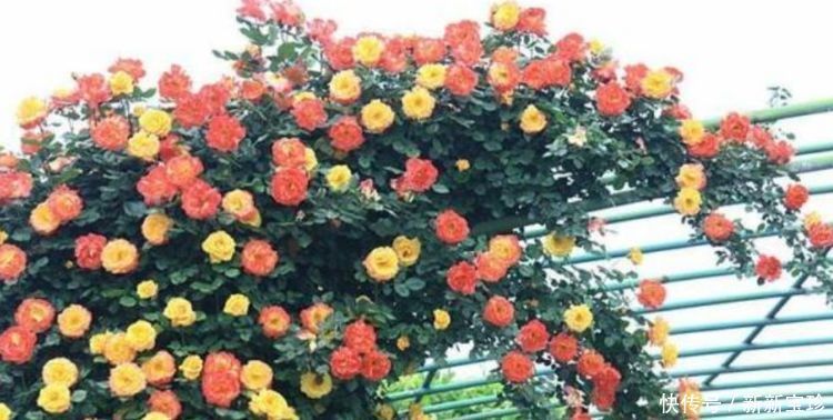 大丽花|夏天养花，不妨养这5款花，一盆千百朵，枝头花苞满