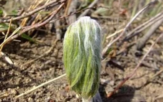 颈淋巴结结核|此野草人送外号叫“小鬼伞”，遇见请珍惜，甩蒲公英10条街！