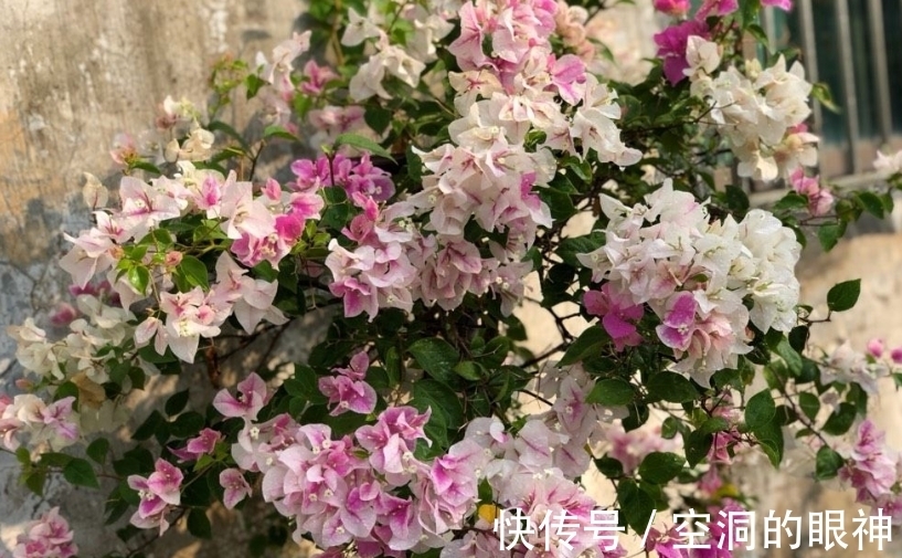 暖气片|冬天养三角梅,5个方面做到位,安全过冬为主,开花不是首要目的