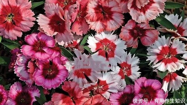 这6种花 再穷也要养 气味芬芳,杀菌抑菌!