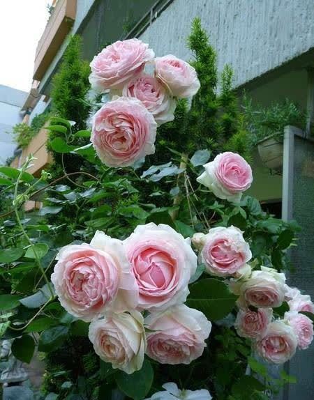 南方养花,避开“冷凉花”,买了也白花钱,天一热就枯了