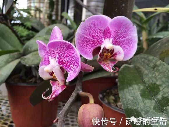 发酵|老花匠：扔4种“东西”，就是扔钱，比花肥还好用，不花钱！