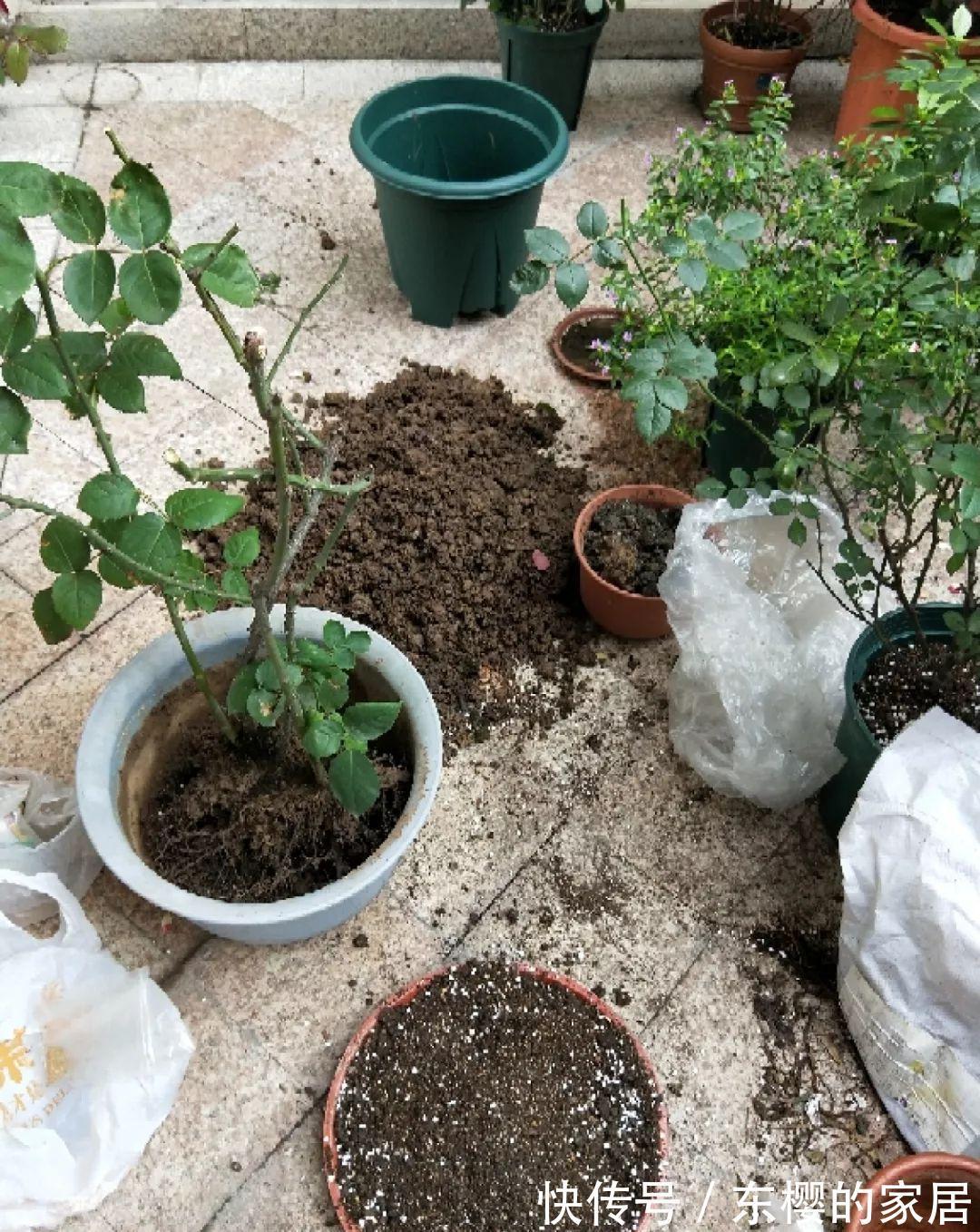 换盆时机到了,有这花赶紧换,换完立马疯长!