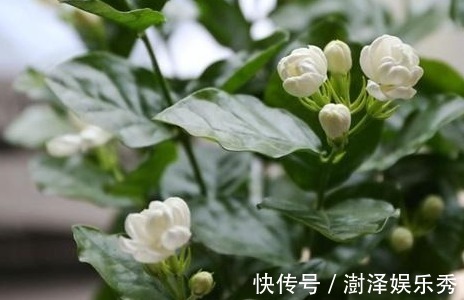 5种喜欢喝“醋”的花草,浇水时加点“醋”,根壮叶绿、不怕黄叶