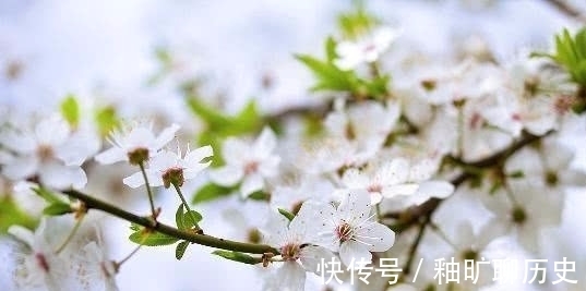 春泪|秦观最经典的一首诗,有情芍药含春泪,无力蔷薇卧晓枝!