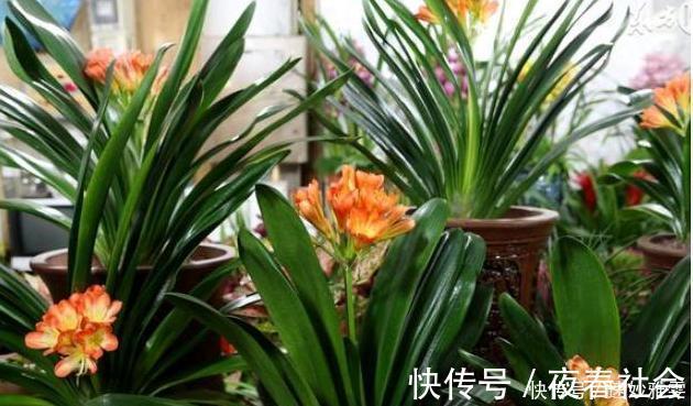 正人兰|君子兰不开花教你这样浇水，君子兰健壮不烂根，开花爆盆不是梦