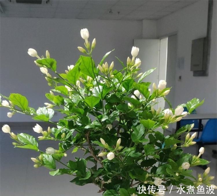 6月养茉莉,做好这3点,让茉莉生长有动力,爆花不断