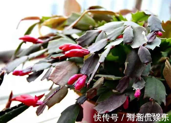 草本植物|春末夏初特适合植物扦插繁殖，剪下来的枝条快速生根的方法