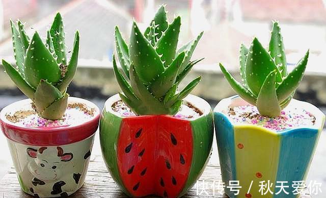 室内养芦荟,满足它2个“爱好”,叶片肥厚,新芽冒不停,挤爆盆