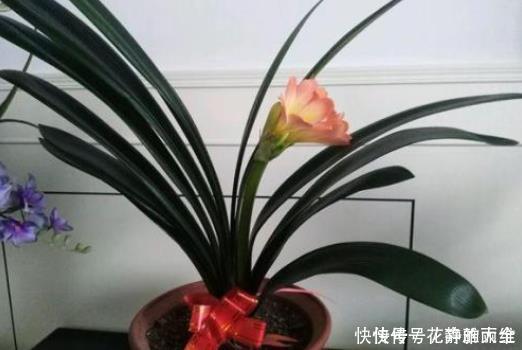 冬季君子兰入室,“3个位置”不宜摆放,容易黄叶不开花,切记!