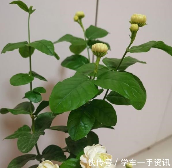 茉莉花不用花钱买，家里有一盆变出好多盆，全靠这一招！