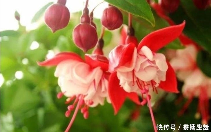 满天星|4种花超漂亮,家里养一盆,满屋飘香,养庭院,十里飘香