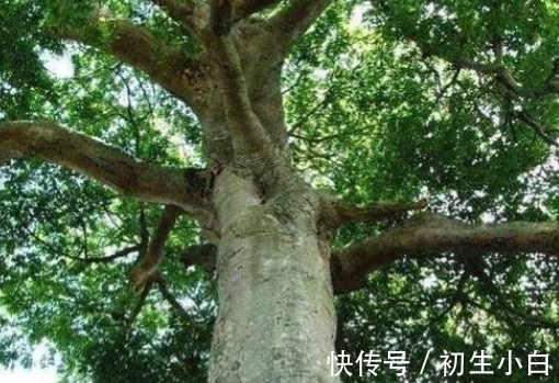 植物|毒箭木:世界上最毒的树木,几滴放倒一头牛,古人用它制作毒箭