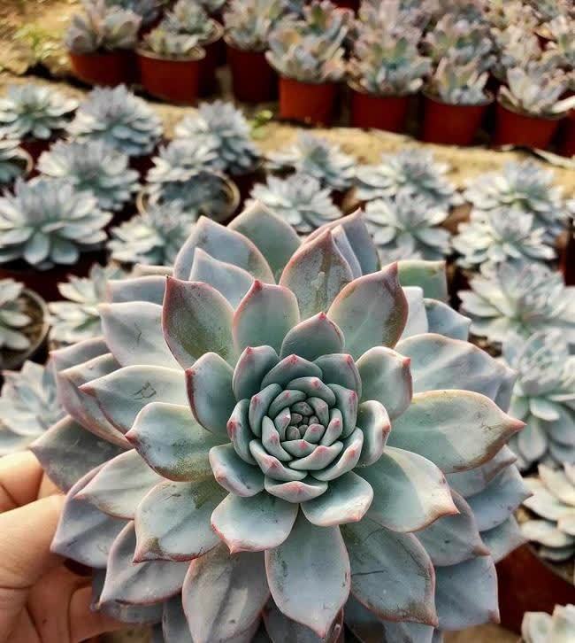 开春养5种多肉,适合新手养护,便宜好养,养坏不心疼