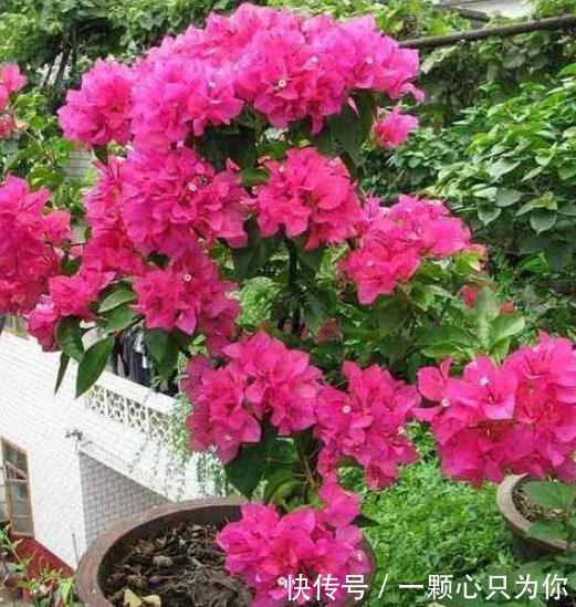 立冬前养三角梅，趁早做好4件事，安全过冬，来年开花更旺盛