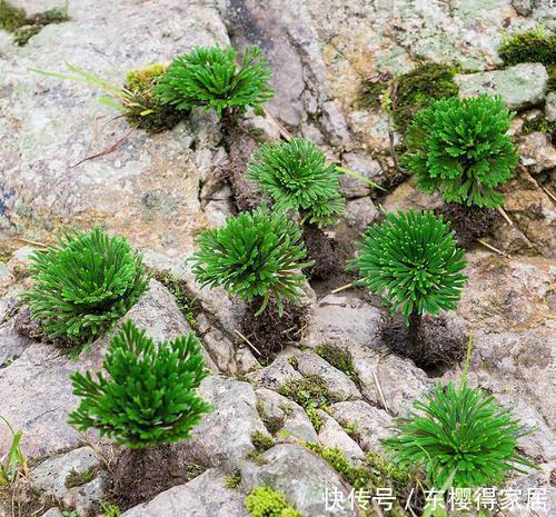 花盆|山上常见的2种野草，带回家种在花盆里，秒变高档盆景