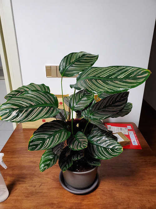 国外很火的“网红”室内盆栽,树形美观,叶色五彩斑斓,值得入手