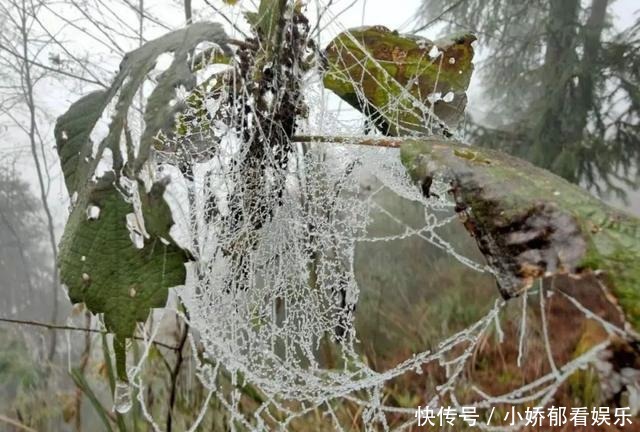 贵州|快看！贵州黔东南雷公山上处处银装素裹，风景美翻了……