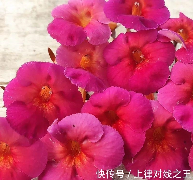 长筒花是“室内花量王者”,没光也能开爆盆,阳台党福音