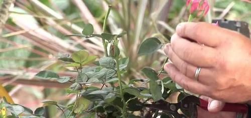 新手|月季开花越来越少?教你一招,分枝多,花量翻倍,新手也会养