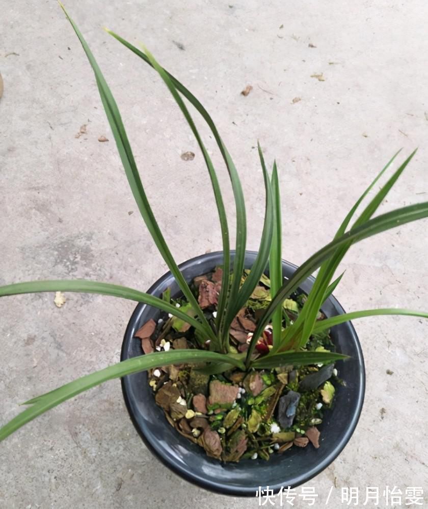 事项|养兰花要定时换盆，脱盆、修剪、上盆及养护，每步都有注意事项