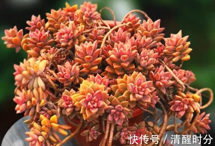 5种“养不死”的多肉,适合新手养,价格便宜,太阳一晒就变色