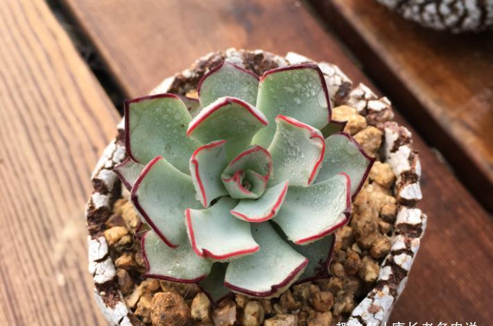 屌丝|多肉大和锦和剑司诺娃,一个好像没贵过,一个则从土豪变成了屌丝