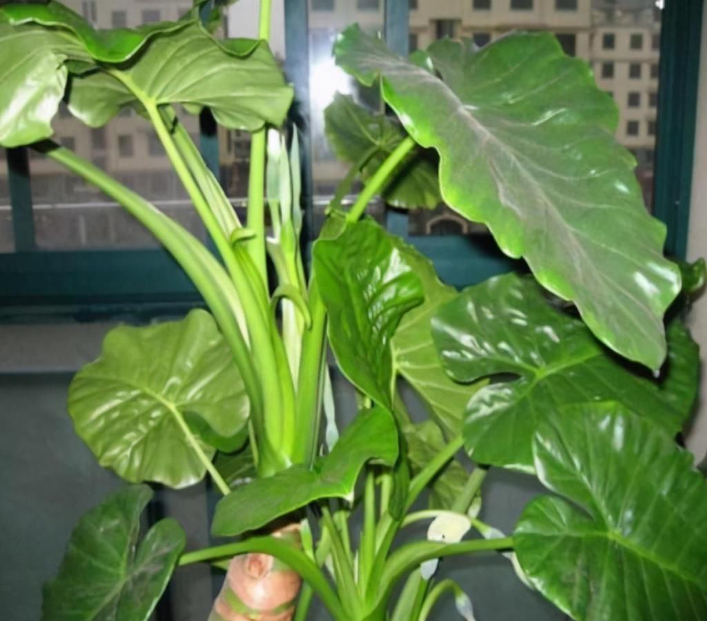 虎刺梅|看看这几种花,赶紧搬到室外吧,看着美但真不能养在屋里