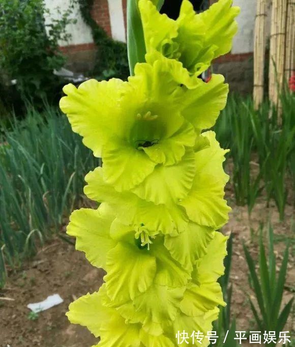 沾土就活,种门口长成一大簇,邻居天天跑来看!