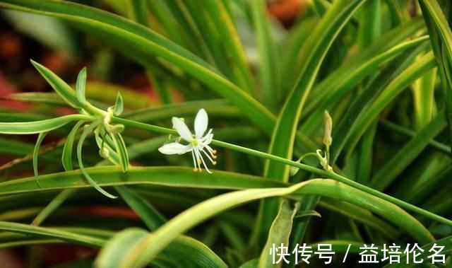 金边吊兰|吊兰放在家中哪个位置摆放在“3个地方”，一天一个样，长爆盆