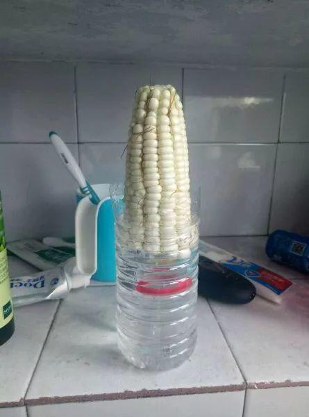 发芽|玉米棒子插盆里，7天冒出小森林，比绿萝吊兰好看