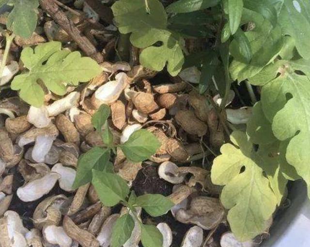 营养液|什么颗粒肥、营养液，也不如“2种壳”，花盆里埋10个，根系壮