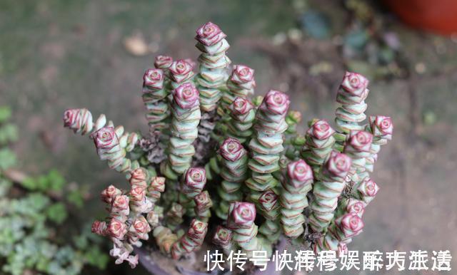 根系|想把“多肉”养爆盆,学会4个“小技巧”,养出状态,轻松变老桩