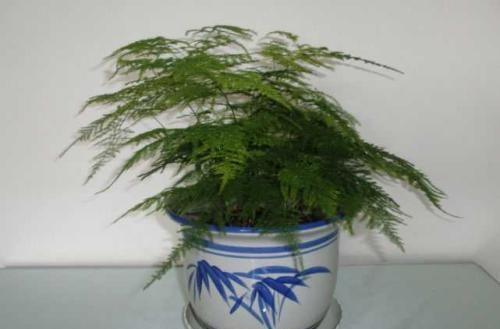 文竹爱黄叶,学了这5招,叶子绿的滴油,蹭蹭长到巨无霸!