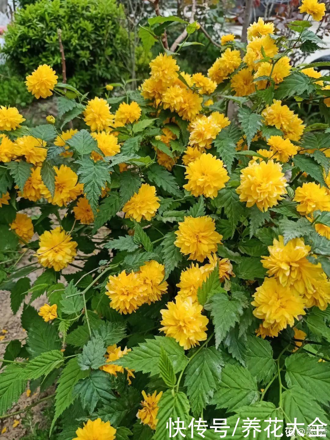 太阳|6种花，命里带“金”，太阳一照金灿灿