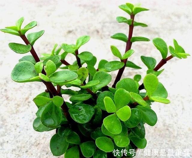 冬天养金枝玉叶,学会这“3招”,叶子肥厚翠绿,枝干粗壮变老桩!