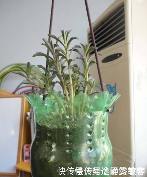 用完的洗衣液瓶千万别扔，它大有妙用！