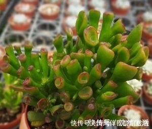 植株|此款多肉植物,招财又好看,养成老桩盆景,谁见了都夸美!