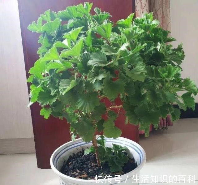 想省心就养这些花，没有病虫害，就爱开花！想省心就养这些花，没有病虫害，就爱开花！