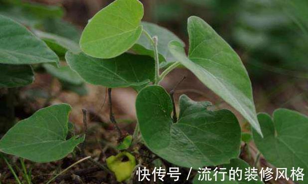 泡酒|农村最为神奇的野草，用它泡酒可以预防疾病，可祛湿缓解关节疼痛