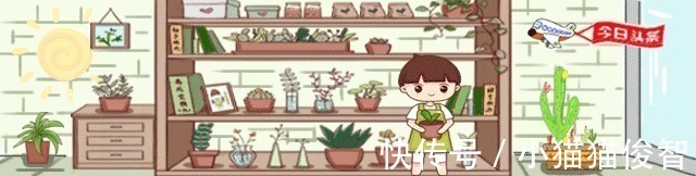 新手|喜欢养多肉,从便宜的入手,新手必备四种多肉,又便宜又好养