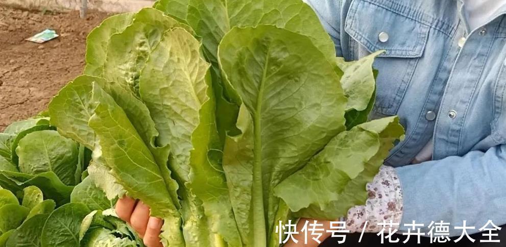 采收|蔬菜长得真大,一棵能吃好几顿,一个多月采收,种一些真值